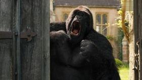 动物搞笑电影免费,动物界的欢乐喜剧盛典